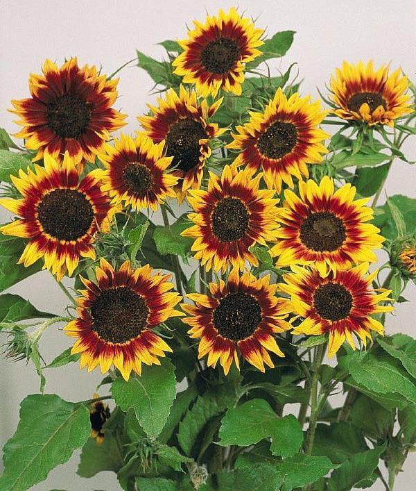 kaunis kukinta helianthus