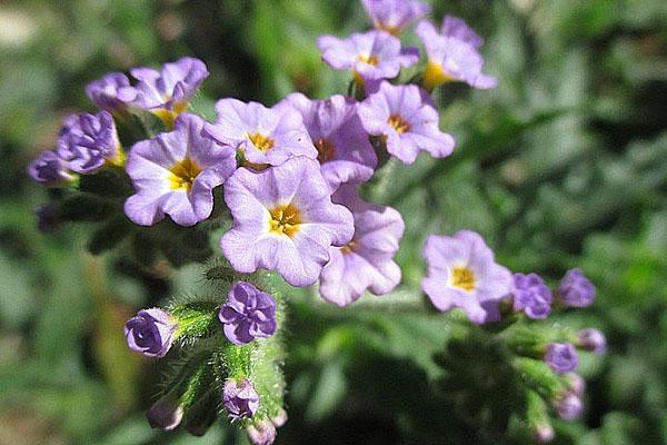 varren heliotrooppi