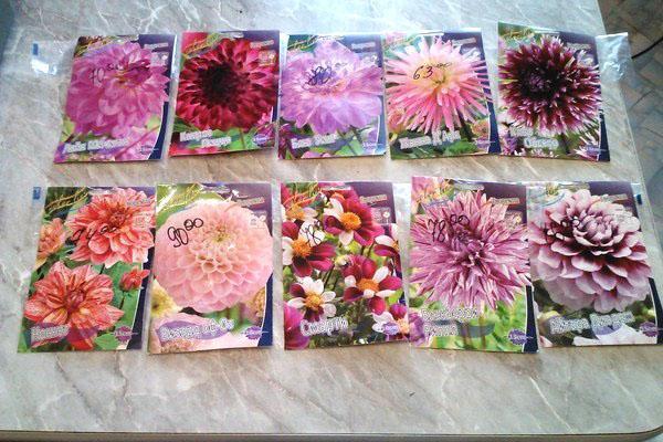 vuosittaiset dahlia-siemenet