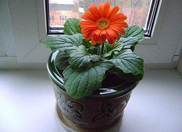 siirretään gerbera savipannuun