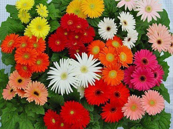 kaunis gerbera