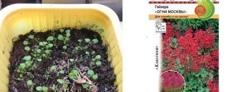 Heuchera siemenistä