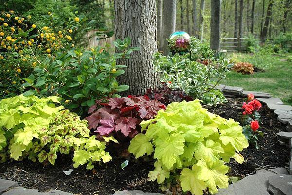 Heuchera maisemassa