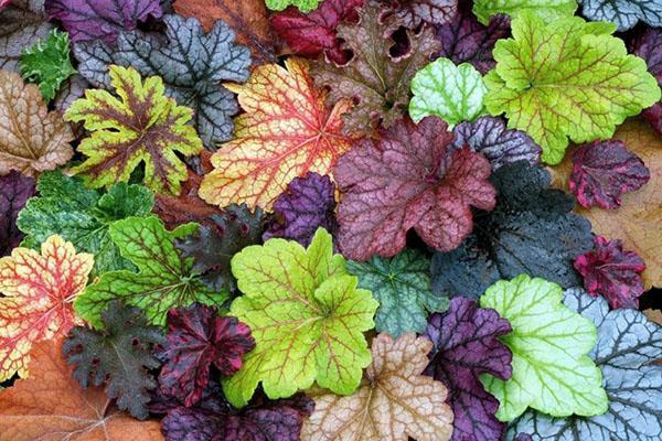 Heuchera-lehdet eri lajikkeista