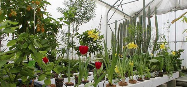 hydroponics kukkien kasvattamiseen