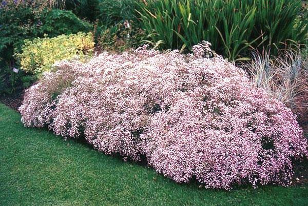 gypsophila maisemasuunnittelussa