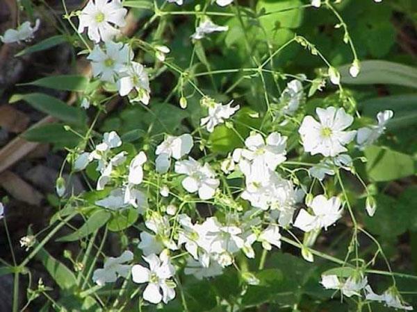 siro gypsophila kukkii