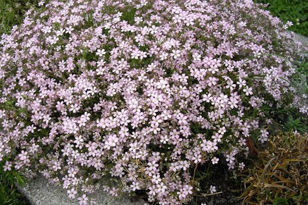 gypsophila hiipivä
