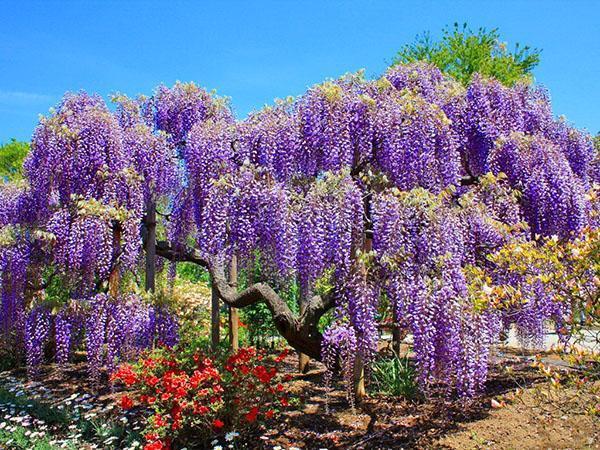 ihana wisteria puutarhassa