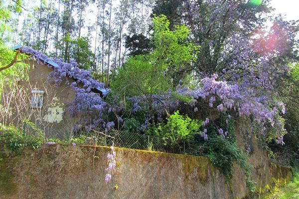 Kiinalainen Wisteria Blue Sapphire