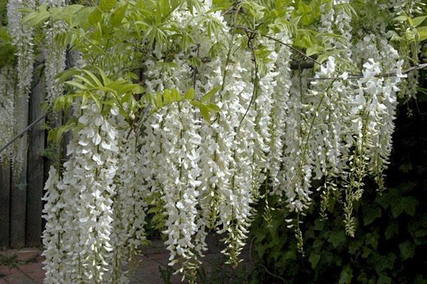 Kiinalainen wisteria Alba