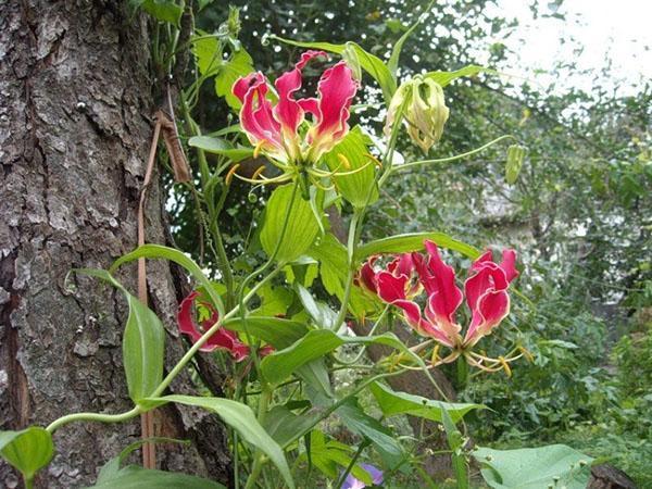 gloriasis luonnossa
