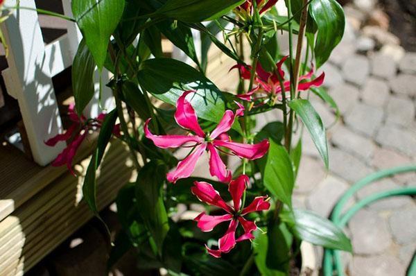 gloriasis kotona
