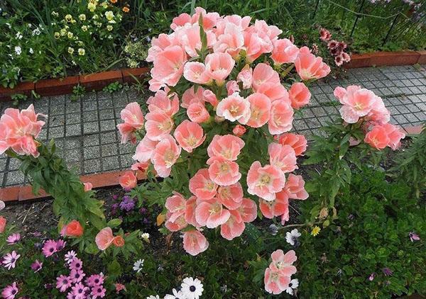 godetia puutarhassa