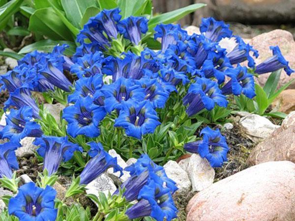 gentian kesämökissä