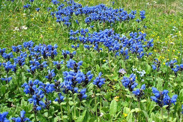 vaatimaton kasvien gentian