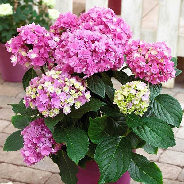 sisähortensia