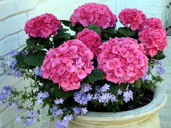 koostumus huoneen hydrangean kanssa
