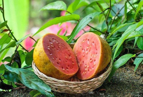 trooppinen omena guava