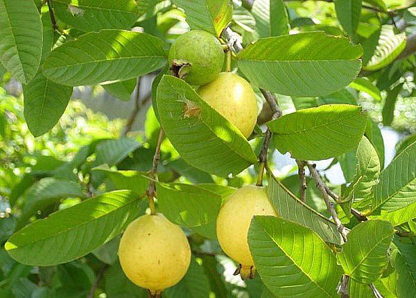 hedelmäpuu guava