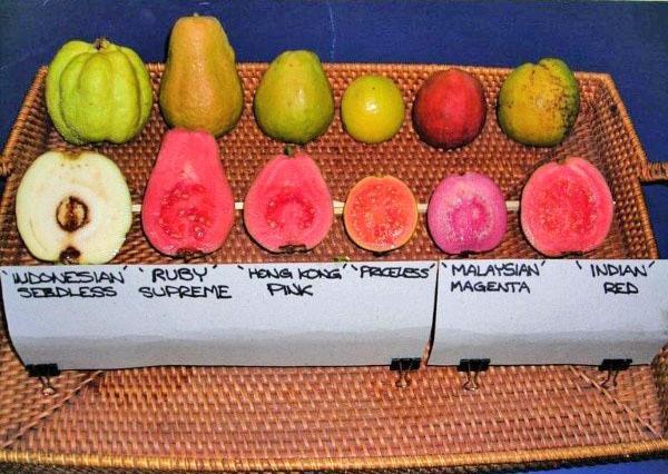 eri lajikkeiden guava