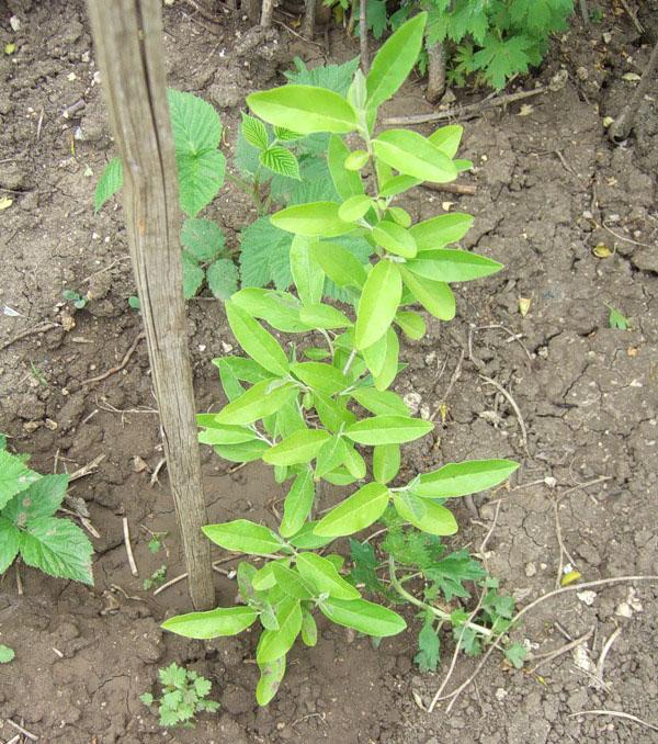 Gumi sucker multiflorous - growing a shrub, choosing a seedling, an  overview of varieties, video
