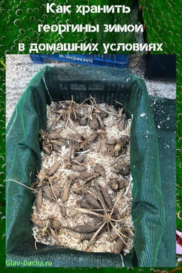kuinka säilyttää daalia talvella