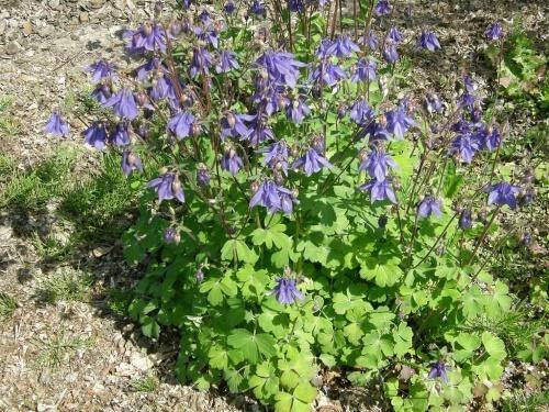 aquilegia-pensas