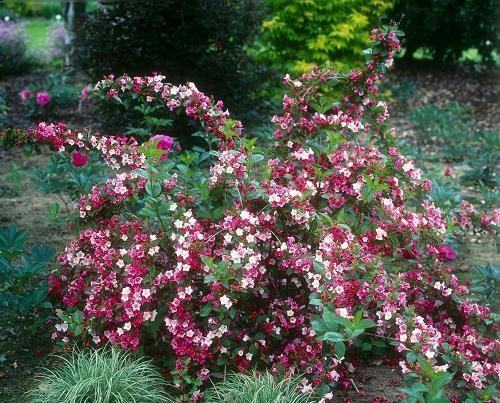 weigela pensas