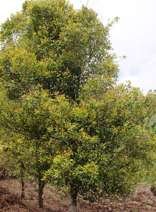 maustepippuri