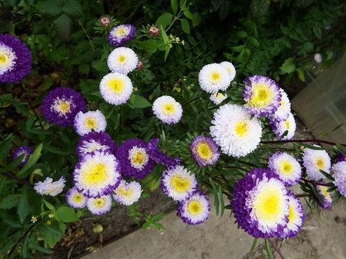 pompomi asters