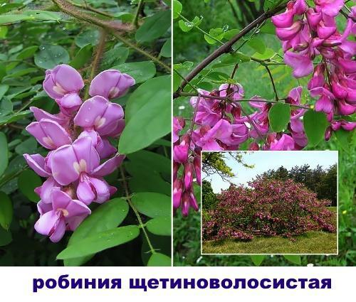 robinia reippaasti