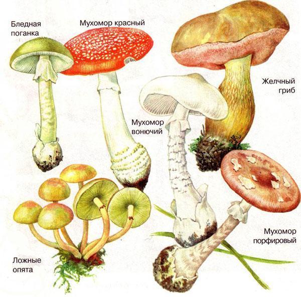 myrkylliset sienet