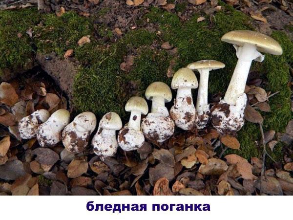 kuoleman korkki