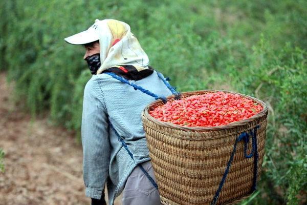 goji-marjojen poiminta