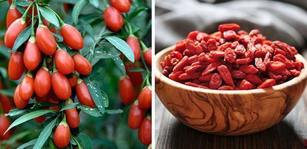 goji-marjat, tuoreet ja kuivatut