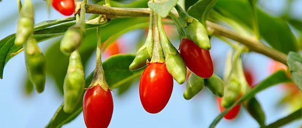 goji-hedelmät kypsyvät