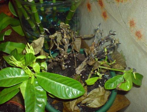 tulva gardenia
