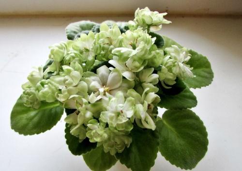 violetti kukinta