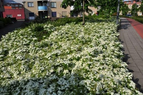 kukkiva spirea