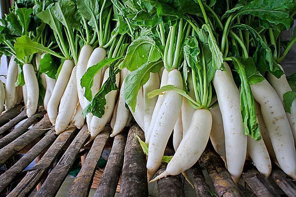 daikon retiisin sato