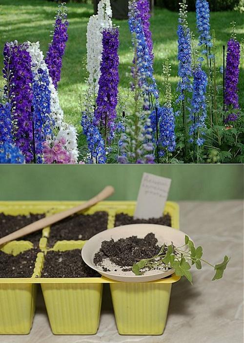 delphinium siemenistä
