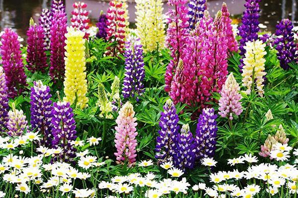 delphinium puutarhassa