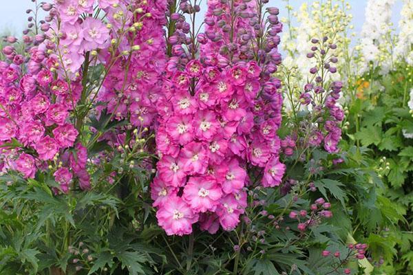 vaaleanpunainen delphinium