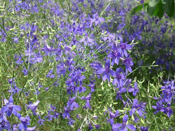 kentän delphinium