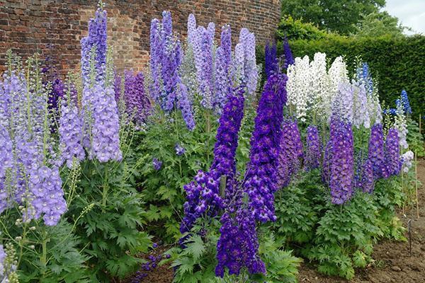 Uuden-Seelannin delphinium
