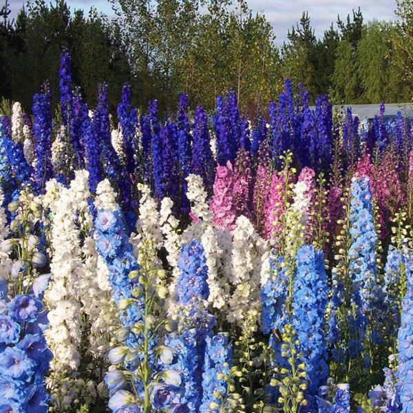 upea delphinium