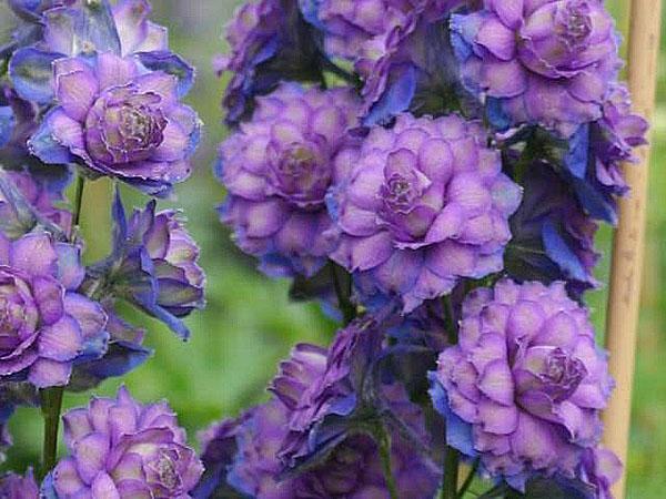 Skotlannin delphiniums