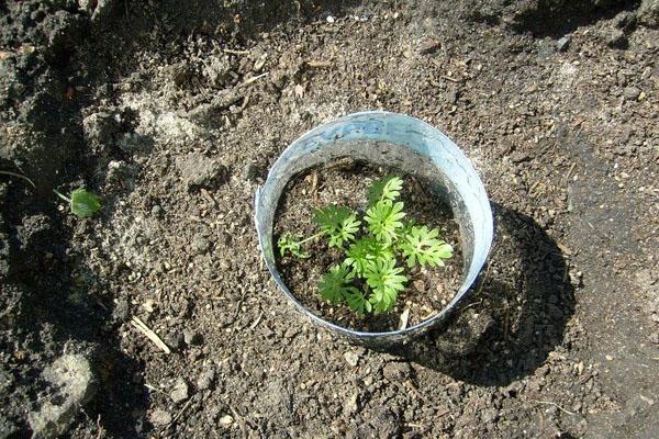 delphinium avoimessa kentässä