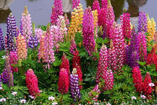 kirkas kukinta delphinium